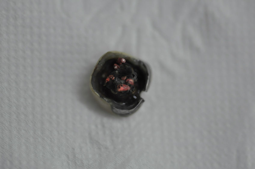 %_tempFileNameImplant%2086a4%