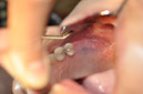 %_tempFileNameImplant%20115b2%