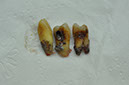 %_tempFileNameImplant%2045a4%
